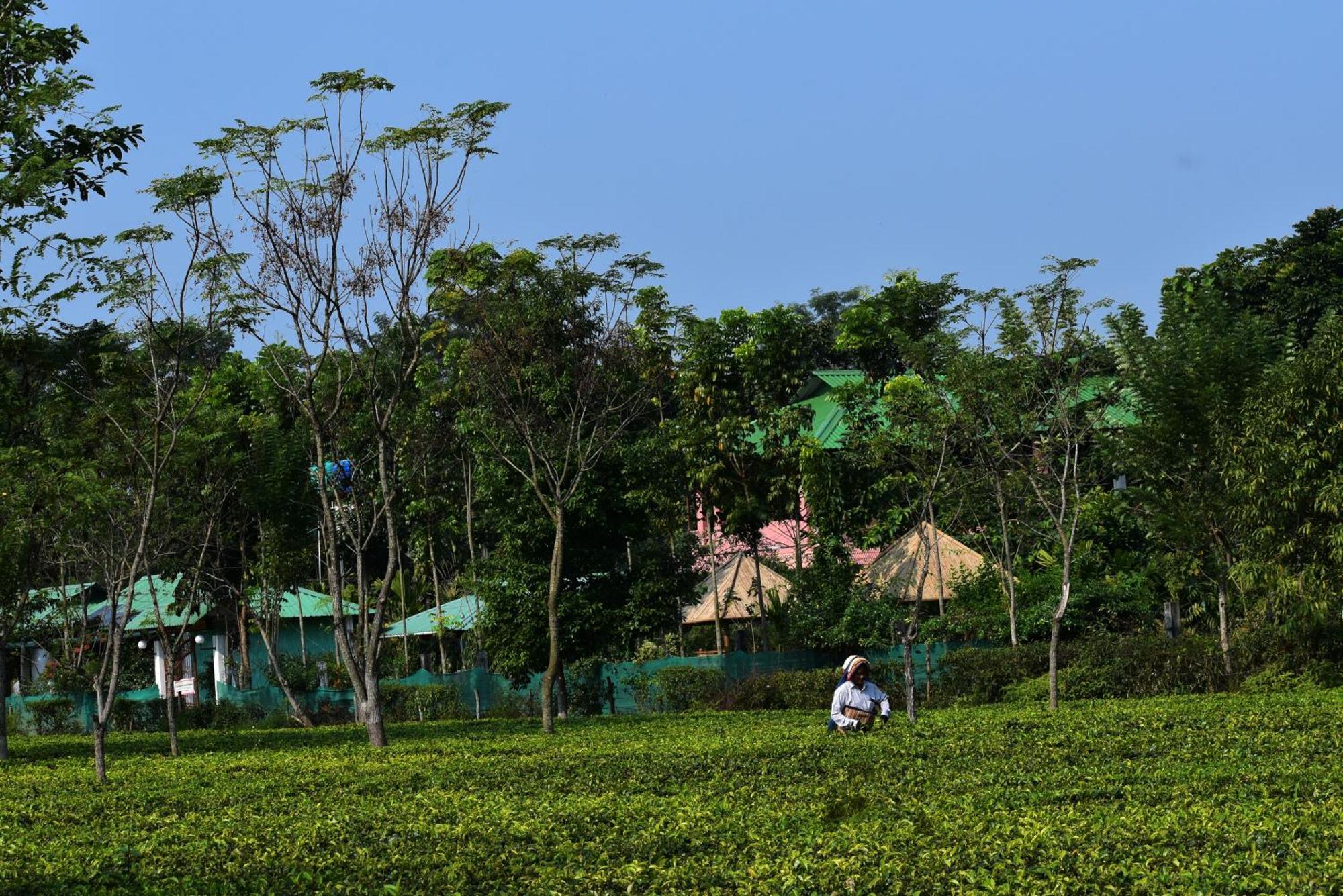 Grasshopper Jungle Queen Resort Chalsa Exterior photo